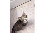 Luvit, Domestic Shorthair For Adoption In Lutz, Florida