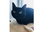 Cam, Domestic Shorthair For Adoption In Binghamton, New York