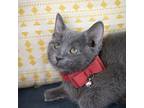 Nick, Domestic Shorthair For Adoption In Prole, Iowa