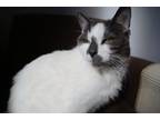 Stitch, Domestic Shorthair For Adoption In Montreal, Quebec