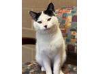 Marcel, Domestic Shorthair For Adoption In Wausau, Wisconsin