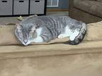 Moonshine, Domestic Shorthair For Adoption In Chippewa Falls, Wisconsin