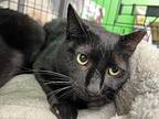 Irving, Domestic Shorthair For Adoption In Cleveland, Ohio