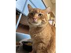 Garfield, Domestic Shorthair For Adoption In Cleveland, Ohio