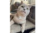 Mushu, Domestic Shorthair For Adoption In Cleveland, Ohio