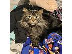 Pee-wee (read Description), Maine Coon For Adoption In Port Orange, Florida