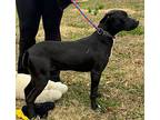 Romeo, Labrador Retriever For Adoption In Locust Fork, Alabama