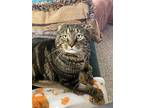 Teddy, Domestic Shorthair For Adoption In Carlisle, Pennsylvania