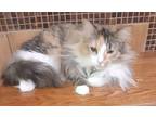 Cricket, Domestic Mediumhair For Adoption In Witter, Arkansas