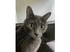 Max 1969, Russian Blue For Adoption In Bonsall, California