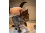 Thomas (fcid# 02/20/2024 - 48 Trainer), Domestic Shorthair For Adoption In