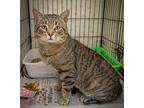 Walnut (fcid# 02/19/2024 - 66 Trainer), Domestic Shorthair For Adoption In