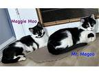Mr Magoo (bonded Maggie Moo)(fcid# 02/08/2024-101), Domestic Shorthair For