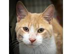 Roger (fcid# 02/20/2024 - 24 Trainer), Domestic Shorthair For Adoption In