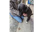 Wren, Labrador Retriever For Adoption In Reeds Spring, Missouri