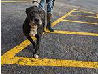 Weston, Terrier (unknown Type, Medium) For Adoption In Reeds Spring, Missouri
