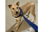 Kola, Labrador Retriever For Adoption In Aurora, Colorado