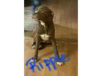Rippie Robinson, American Staffordshire Terrier For Adoption In Warwick