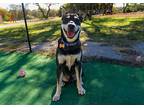Logan, Bull Terrier For Adoption In Marble Falls, Texas