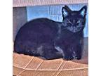 Tres, Domestic Shorthair For Adoption In Rutherfordton, North Carolina