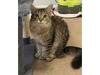 Amara, Domestic Mediumhair For Adoption In Goodyear, Arizona