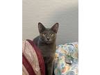 Auden, Russian Blue For Adoption In Goodyear, Arizona