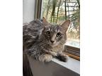 Austen, Domestic Mediumhair For Adoption In Goodyear, Arizona