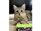 Anderson, Domestic Mediumhair For Adoption In Goodyear, Arizona