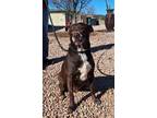 Rose Ann, Labrador Retriever For Adoption In Payson, Arizona