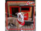 Carol, American Pit Bull Terrier For Adoption In San Antonio, Texas