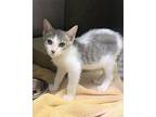 Moocher, Domestic Shorthair For Adoption In Sebastian, Florida