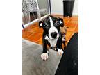 Skeeter, American Pit Bull Terrier For Adoption In Sebastian, Florida