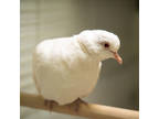 Queenie, Dove For Adoption In Calgary, Alberta