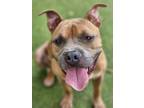 Cooper, American Pit Bull Terrier For Adoption In Twinsburg, Ohio