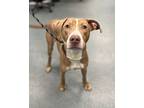 Bon Appetit, American Pit Bull Terrier For Adoption In Richmond, Virginia