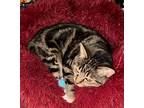 Crocus, Domestic Shorthair For Adoption In Steinbach, Manitoba