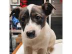 Peter, Terrier (unknown Type, Small) For Adoption In Wooster, Ohio