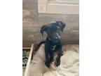 French Fry, Labrador Retriever For Adoption In Northfield, Minnesota