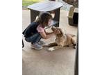 Heidi, Labrador Retriever For Adoption In North Wilkesboro, North Carolina