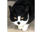 Charlie Chaplin, Domestic Shorthair For Adoption In Nolensville, Tennessee