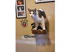 Oliver, Domestic Shorthair For Adoption In Lindsay, Ontario