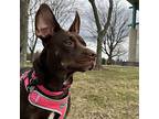 Bug, Labrador Retriever For Adoption In Galloway, Ohio