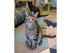 Zinna, Domestic Shorthair For Adoption In Sioux Falls, South Dakota