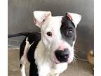 Dixie, American Staffordshire Terrier For Adoption In Sierra Madre, California