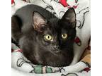 Joy, Domestic Shorthair For Adoption In Diamond Bar, California