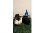 Doc, Guinea Pig For Adoption In Pasco, Washington