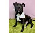 Navy, American Pit Bull Terrier For Adoption In Fort Wayne, Indiana