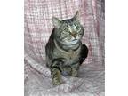 Francis - 39269, Domestic Shorthair For Adoption In Prattville, Alabama