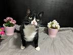 Fairy, Domestic Shorthair For Adoption In Fayetteville, Georgia
