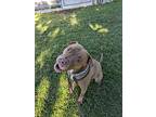 Shenron, American Pit Bull Terrier For Adoption In Lagrange, Indiana